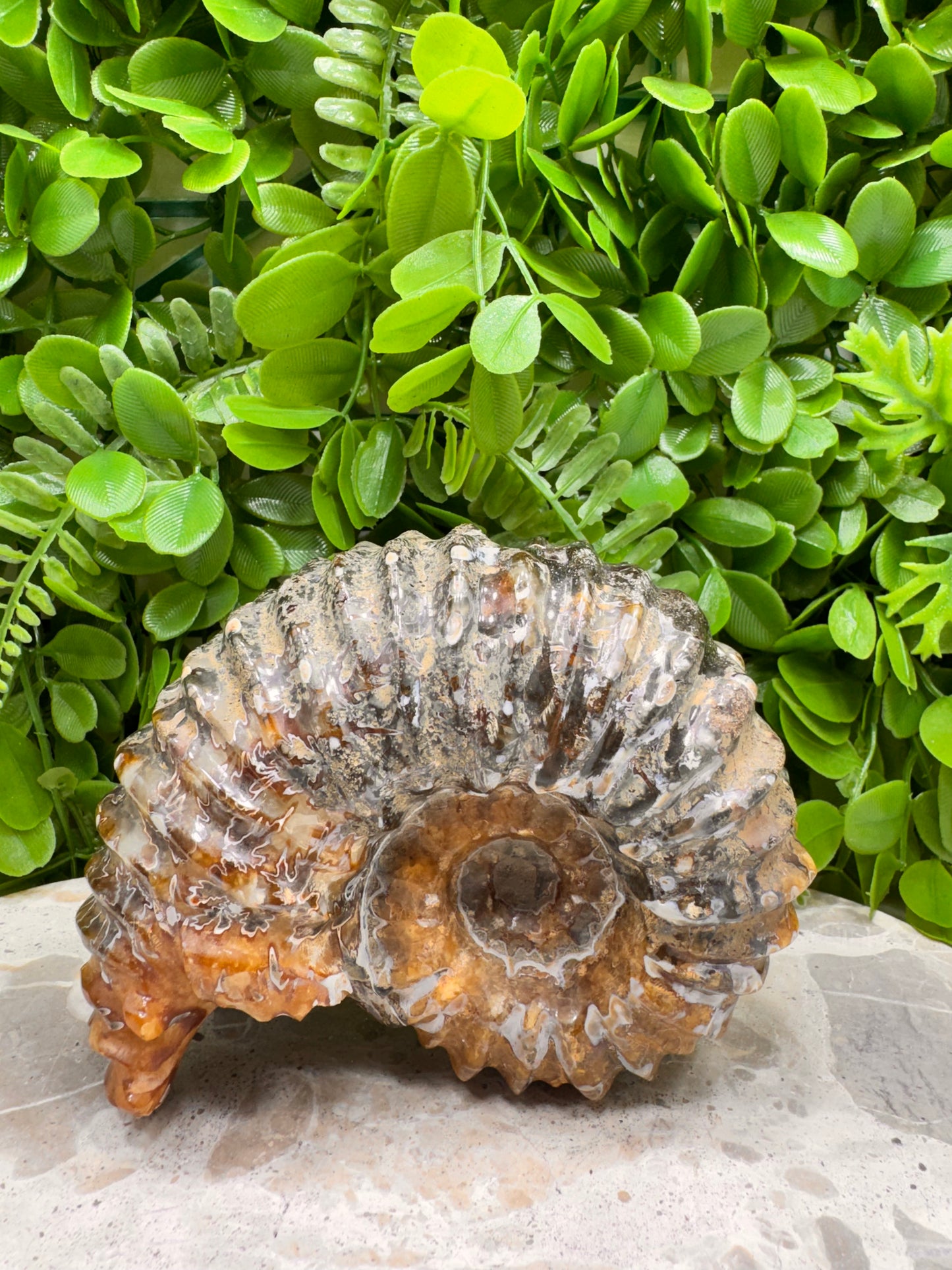 Ammonite Fossil 886g