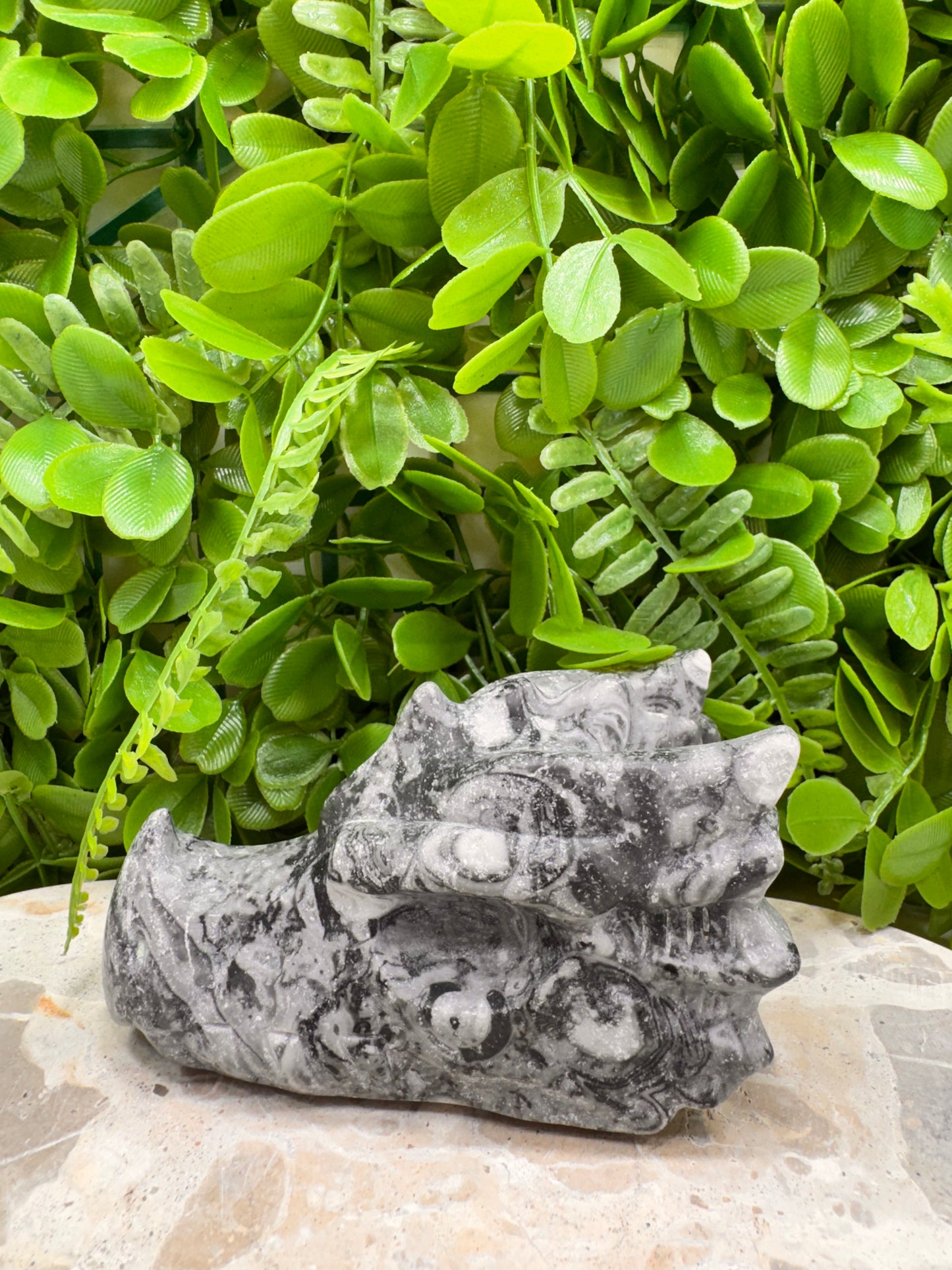 Fossil Dragons Skull 578g