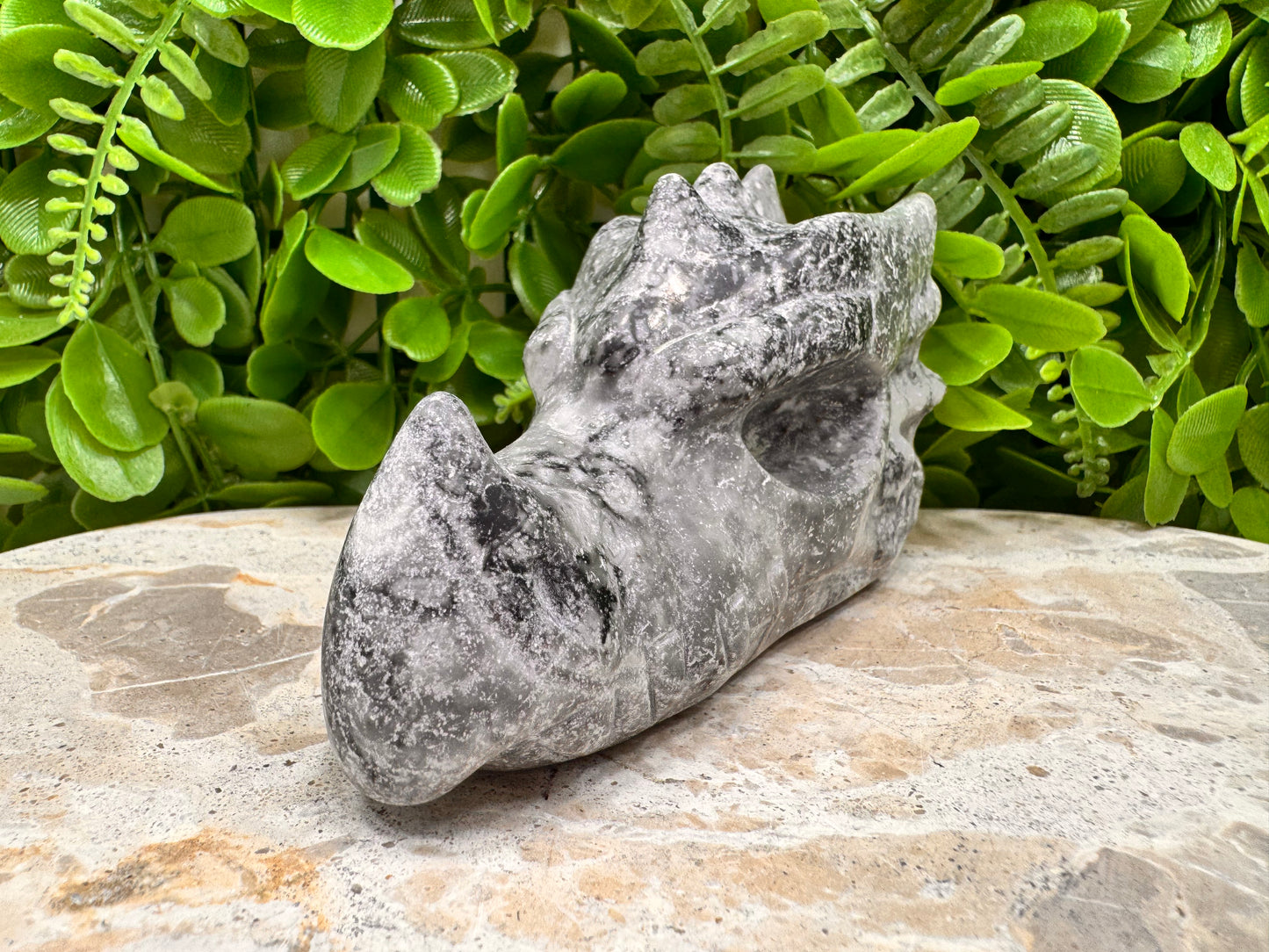Fossil Dragons Skull 528g