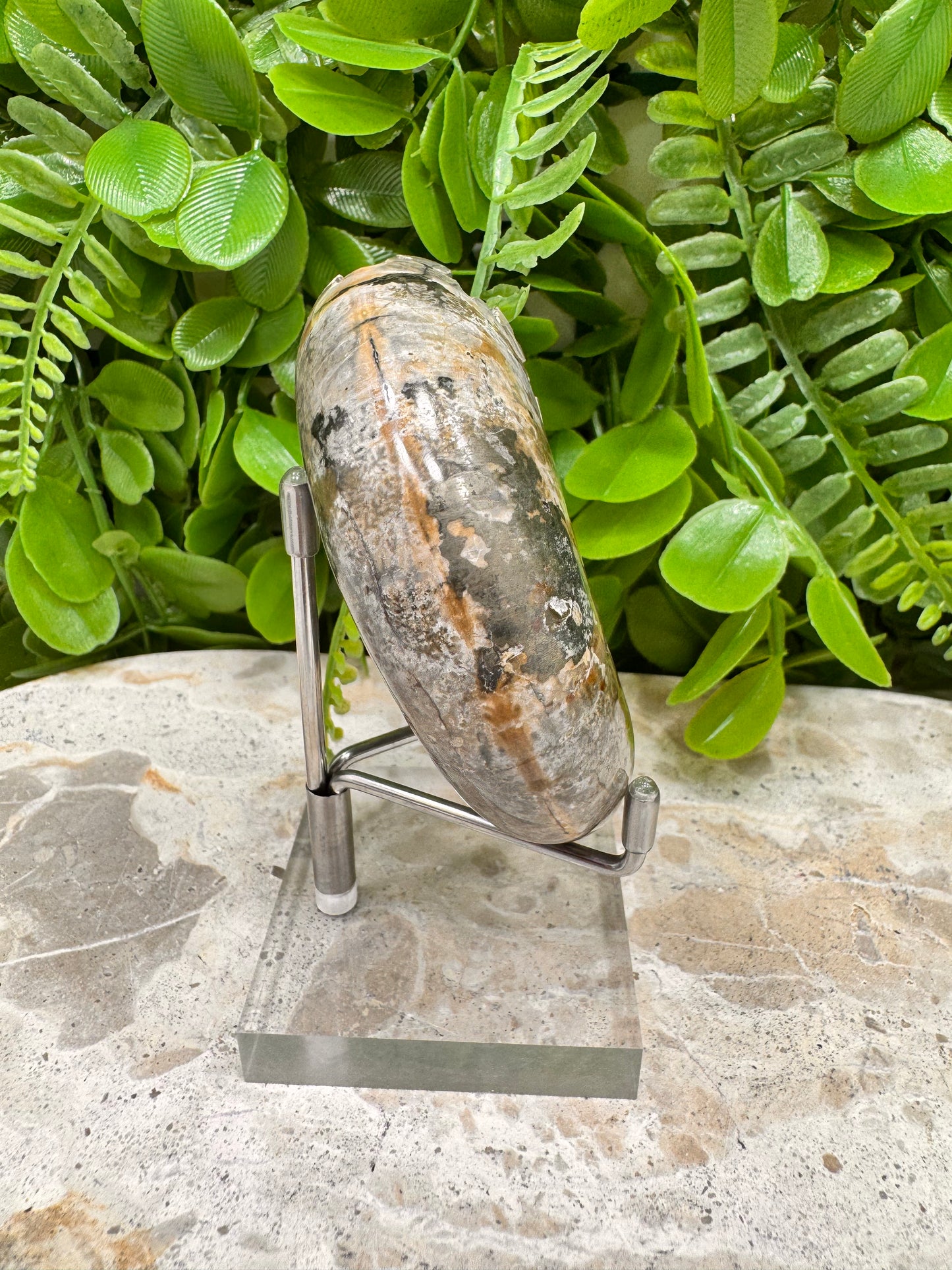 Ammonite Fossil 152g