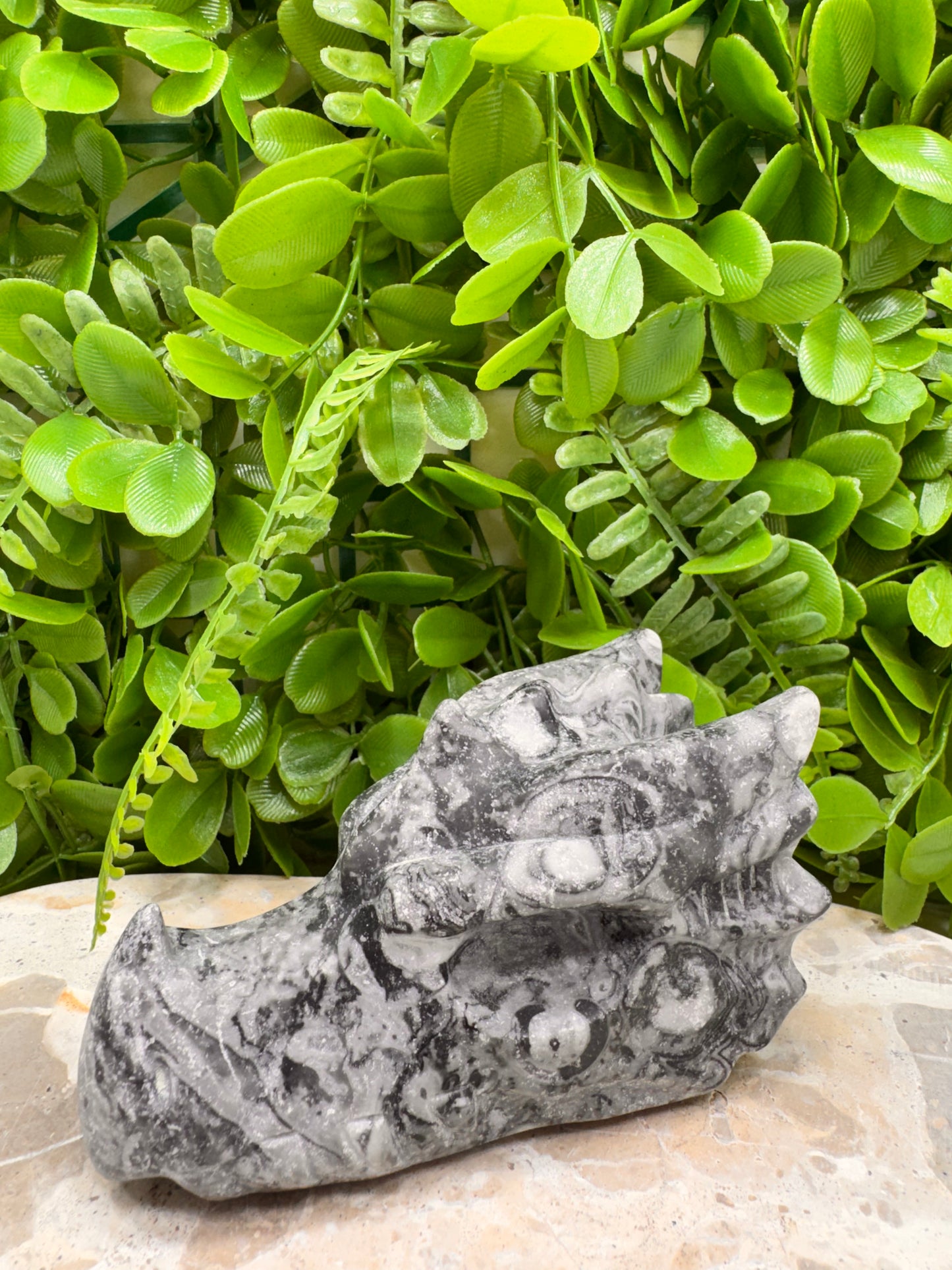 Fossil Dragons Skull 578g