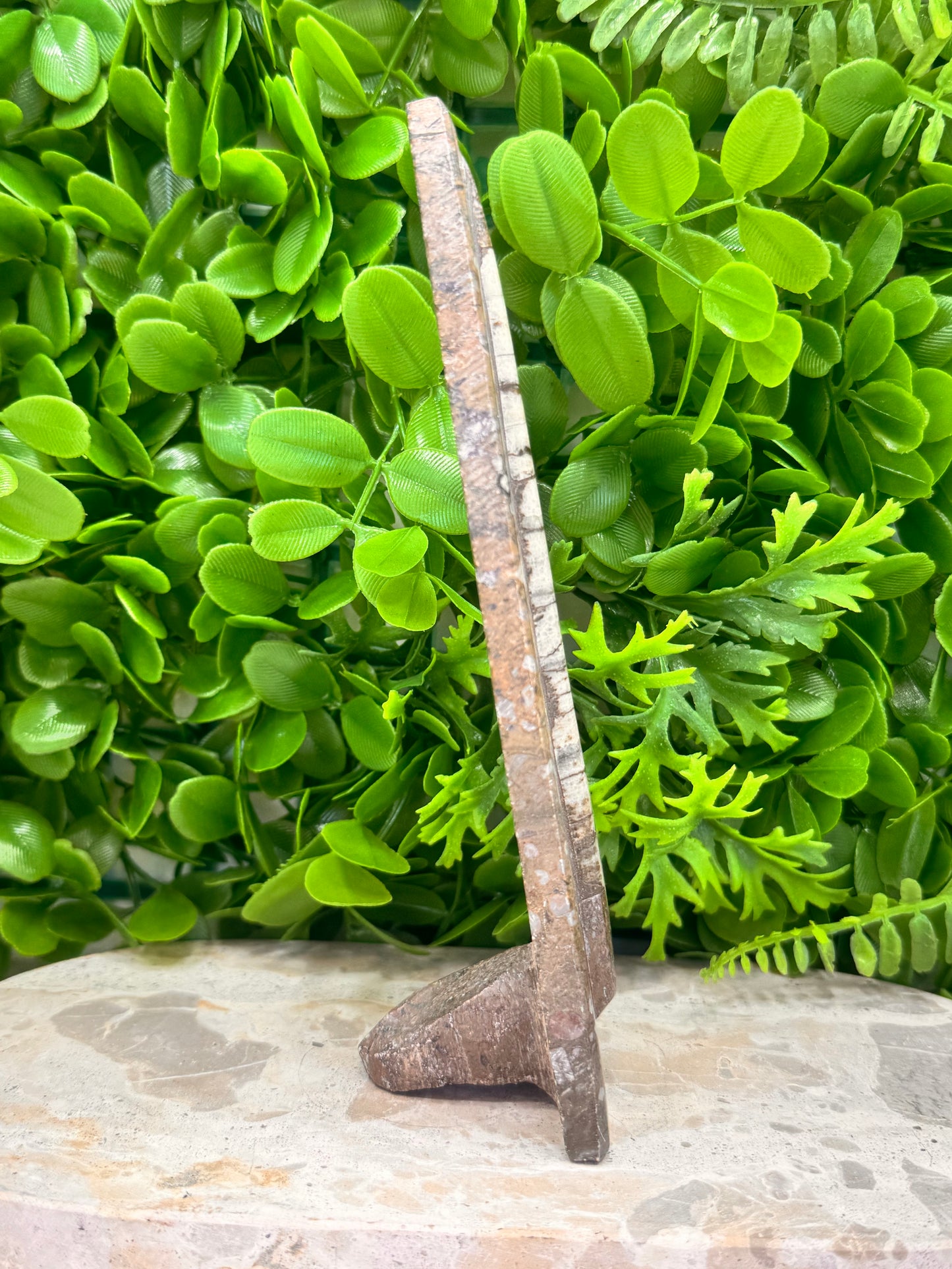 Orthoceras Standing Fossil 280g