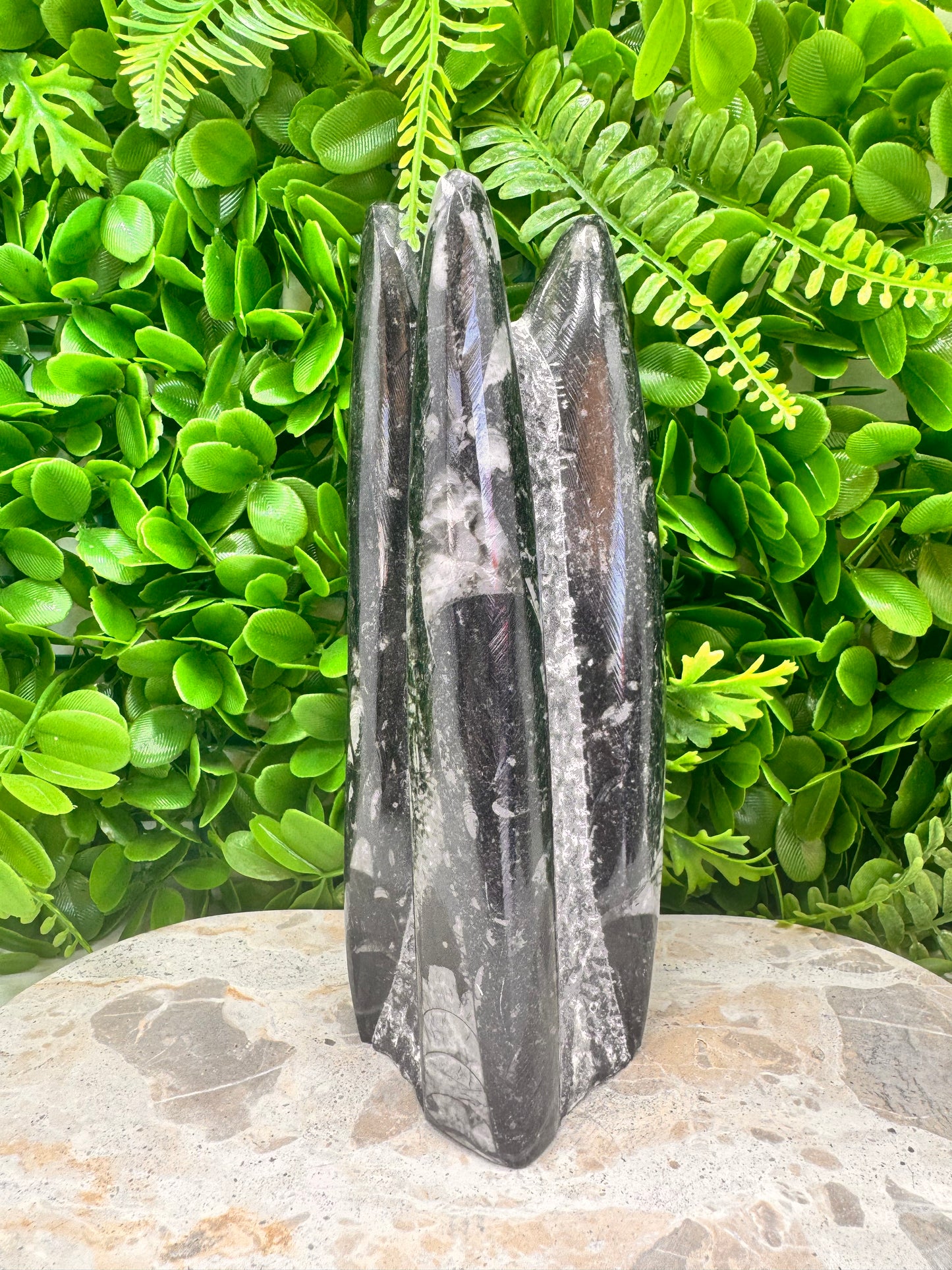 Orthoceras fossil Freeform 1524g