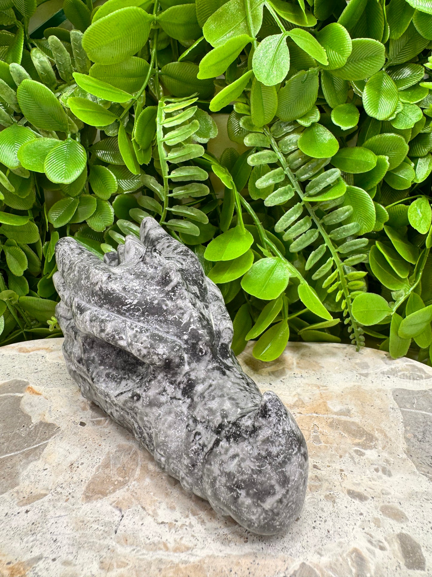 Fossil Dragons Skull 578g
