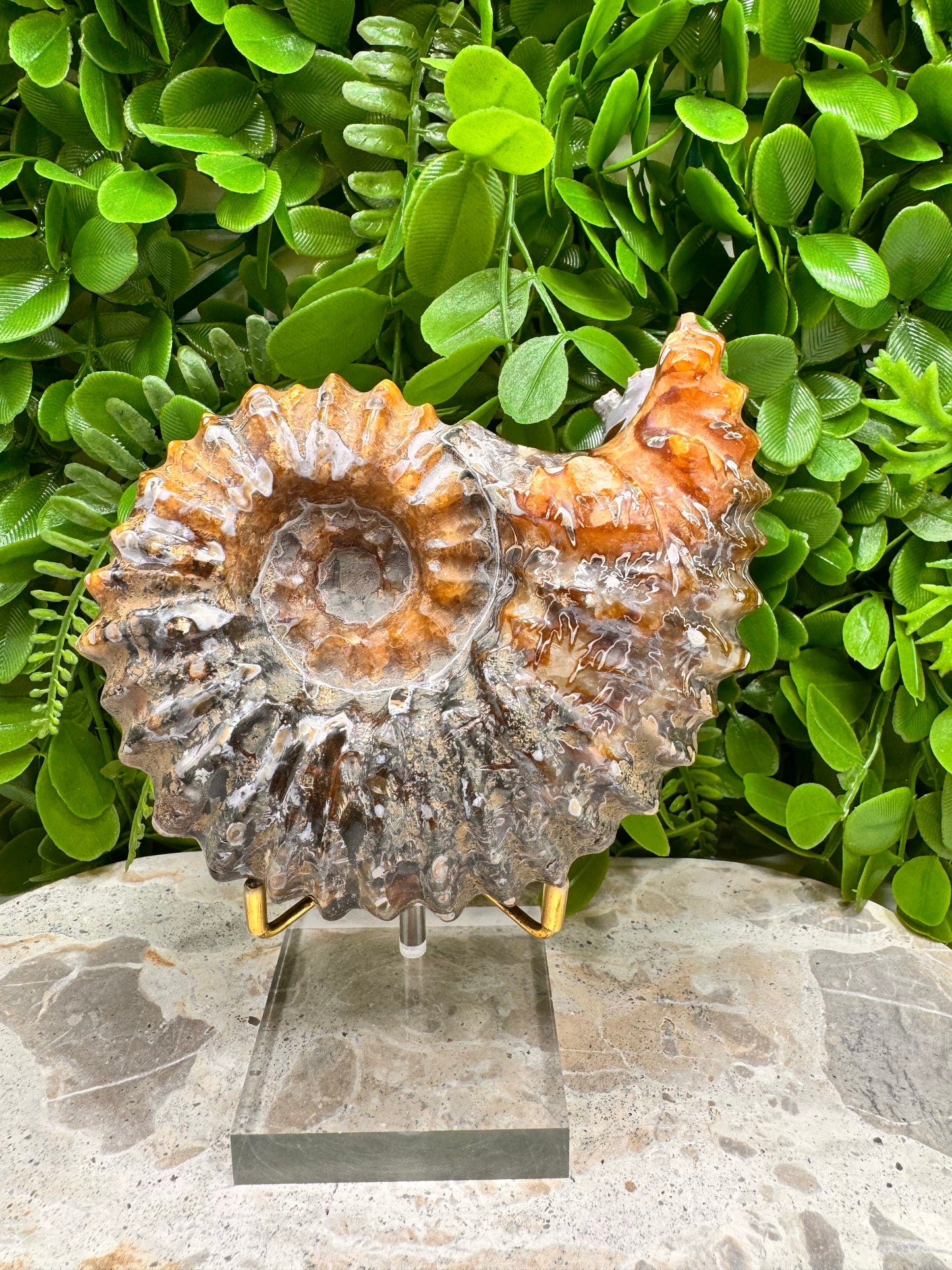 Ammonite Fossil 886g