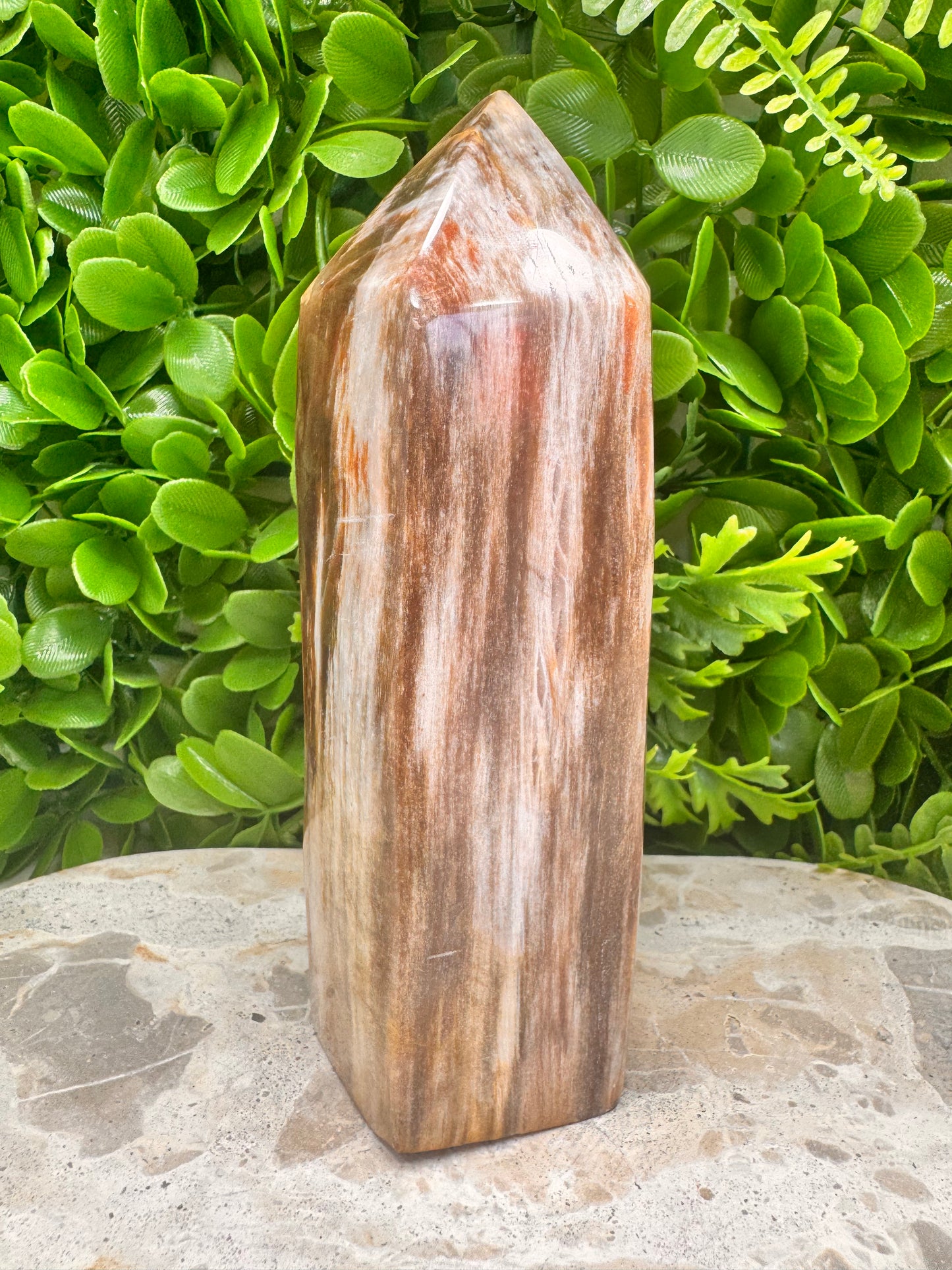 Petrified Wood Freeform 1074g