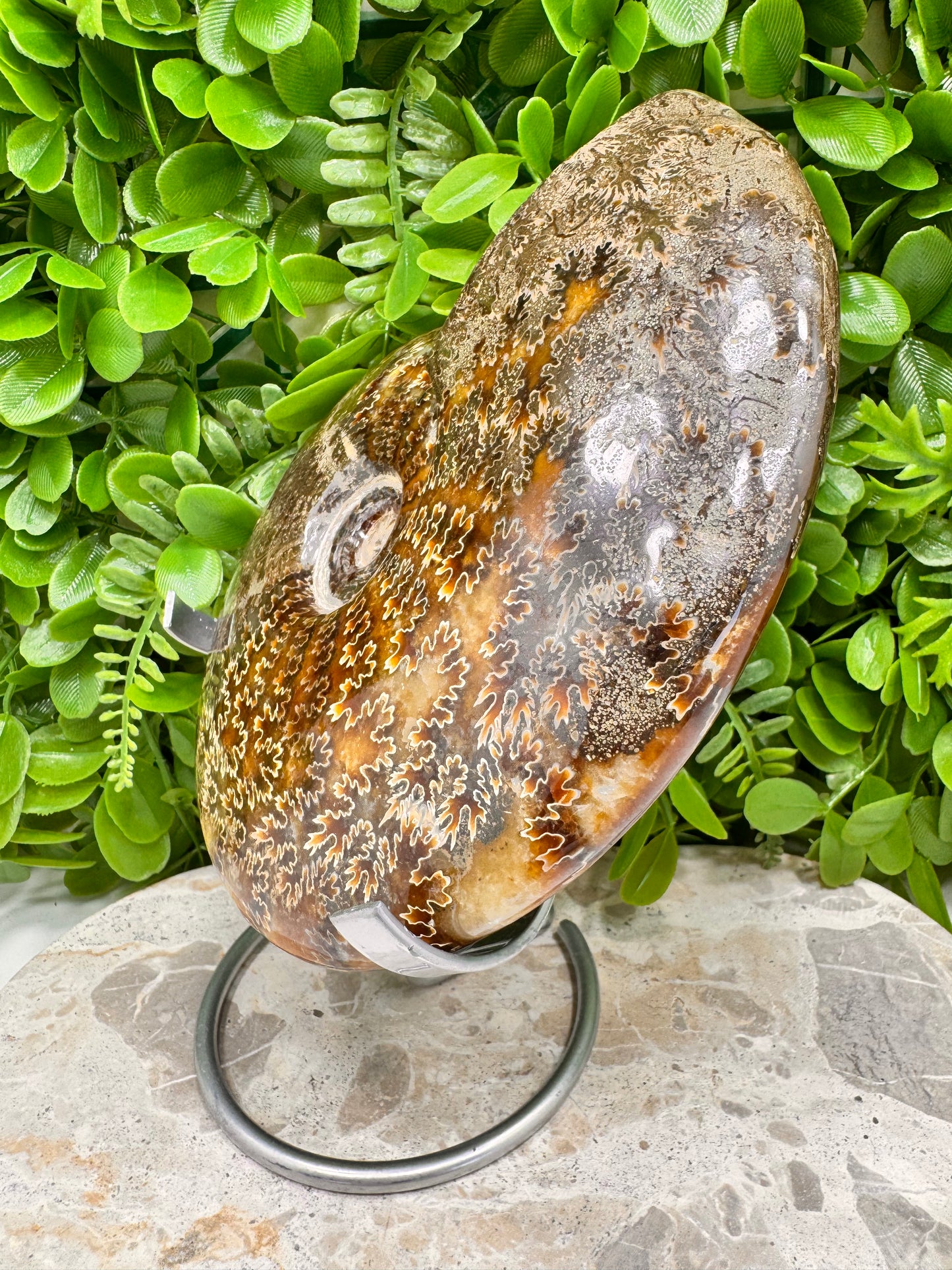 Ammonite 1266g