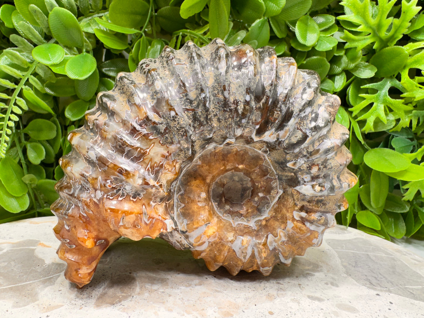 Ammonite Fossil 886g