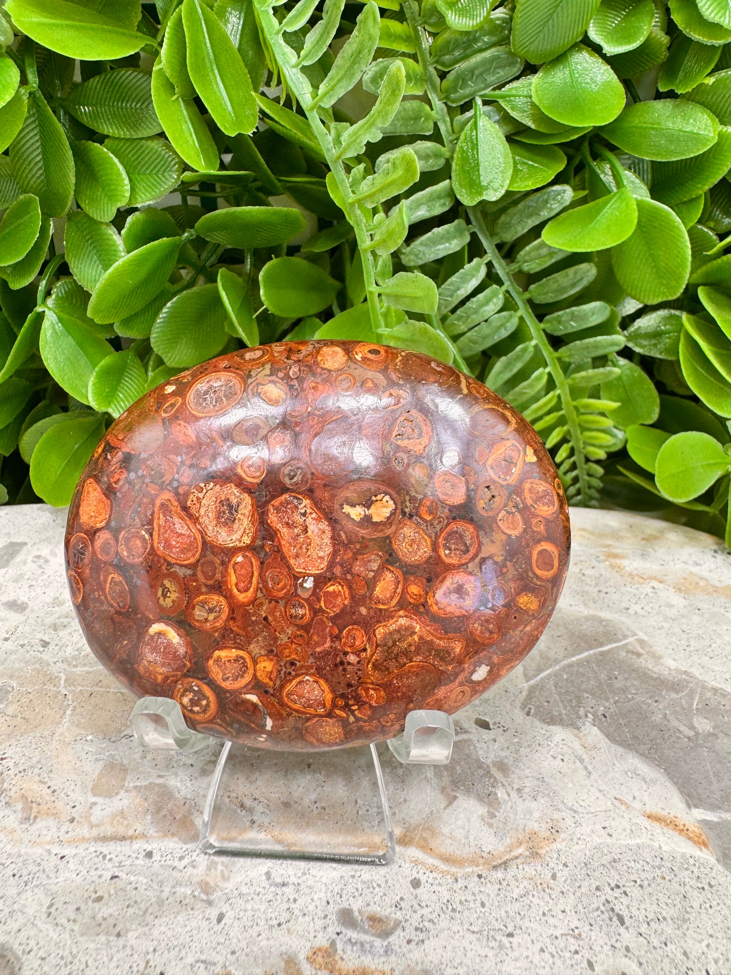 Coral Fossil Japser Palmstone 168g