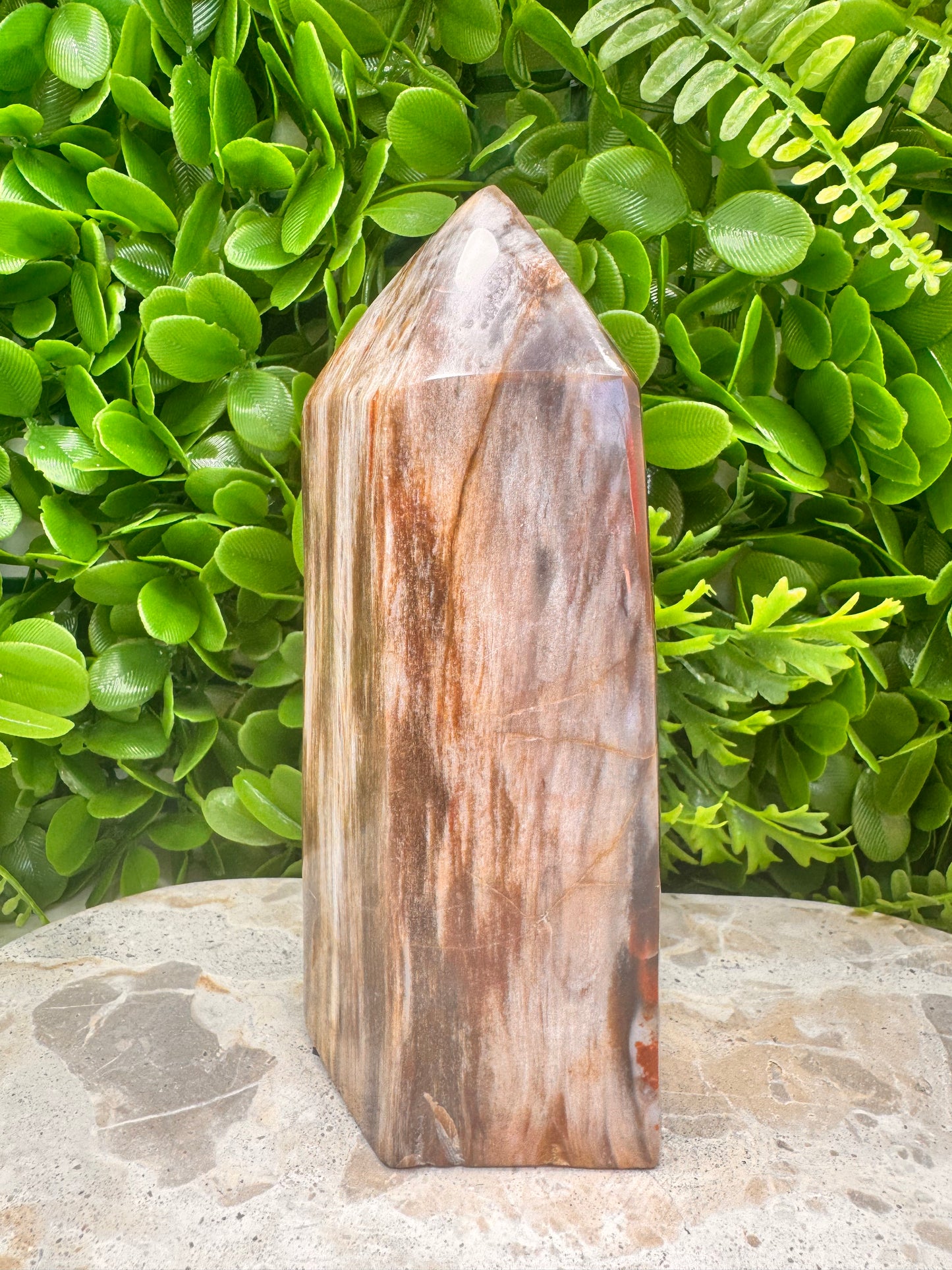 Petrified Wood Freeform 1074g
