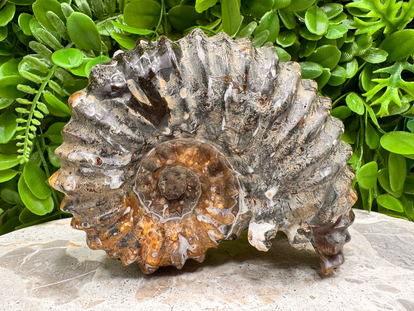 Ammonite Fossil 886g