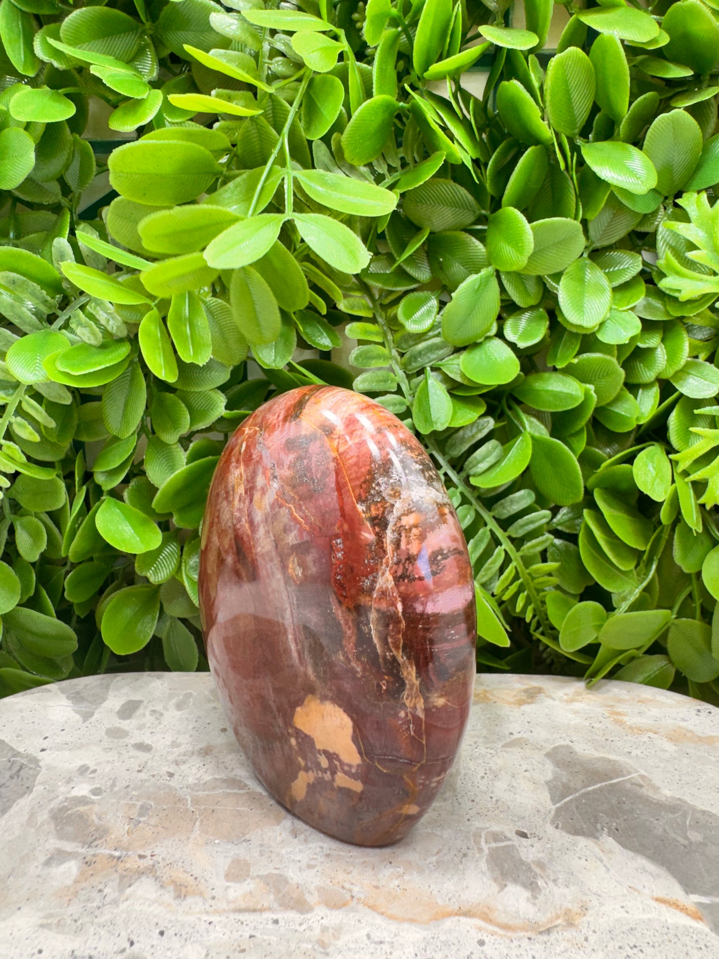Petrified Wood Freeform 566g