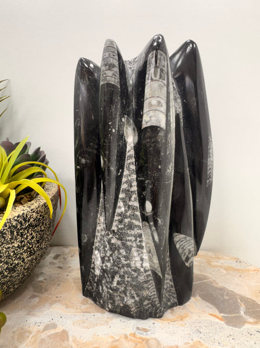 Orthoceras fossil Freeform 1936g