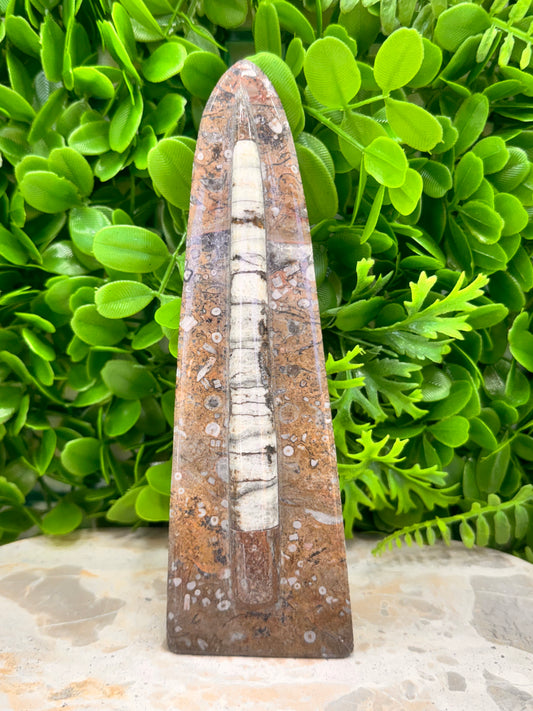 Orthoceras Standing Fossil 280g