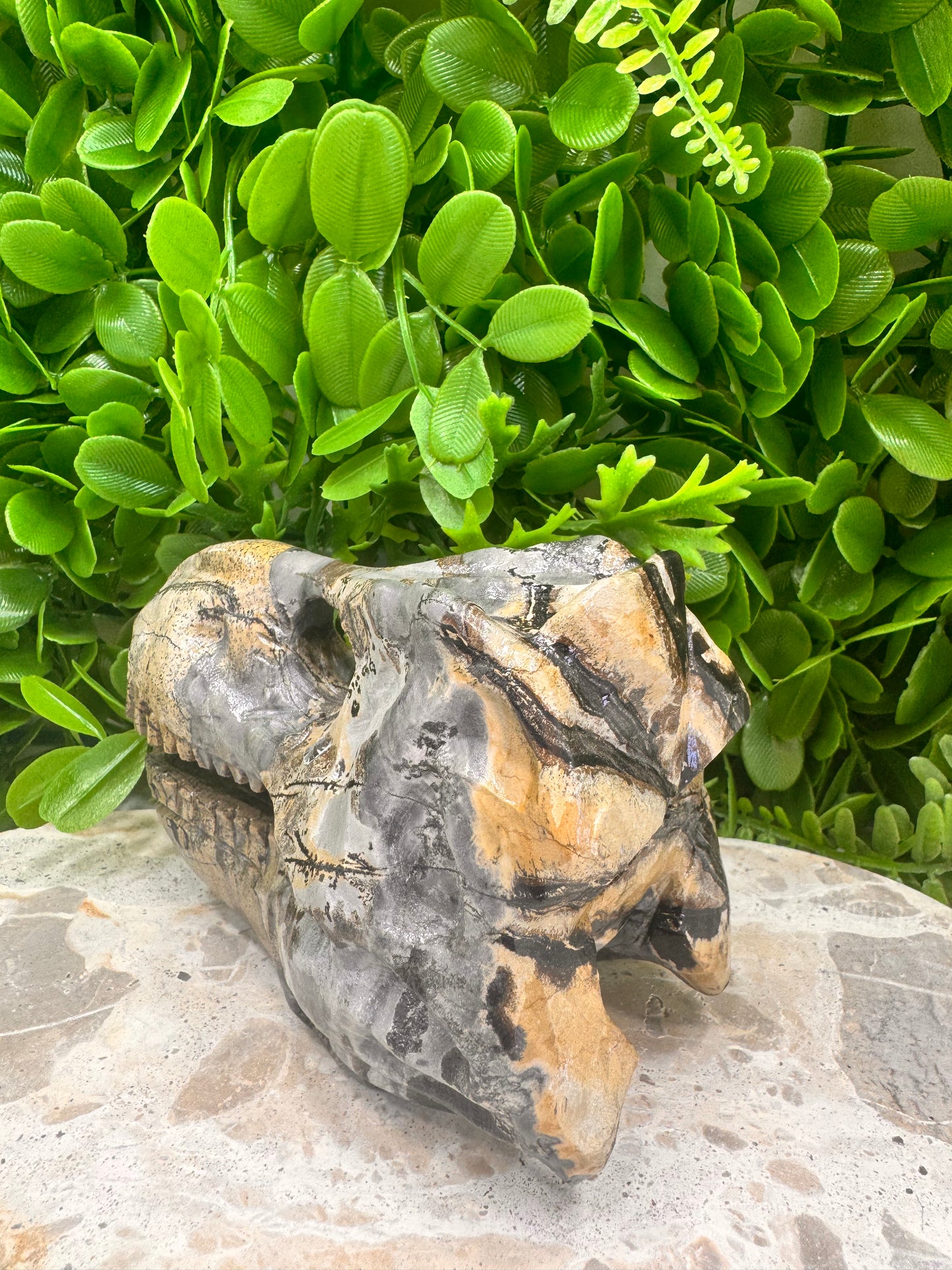 Picture Jasper Dinosaur Skull 724g