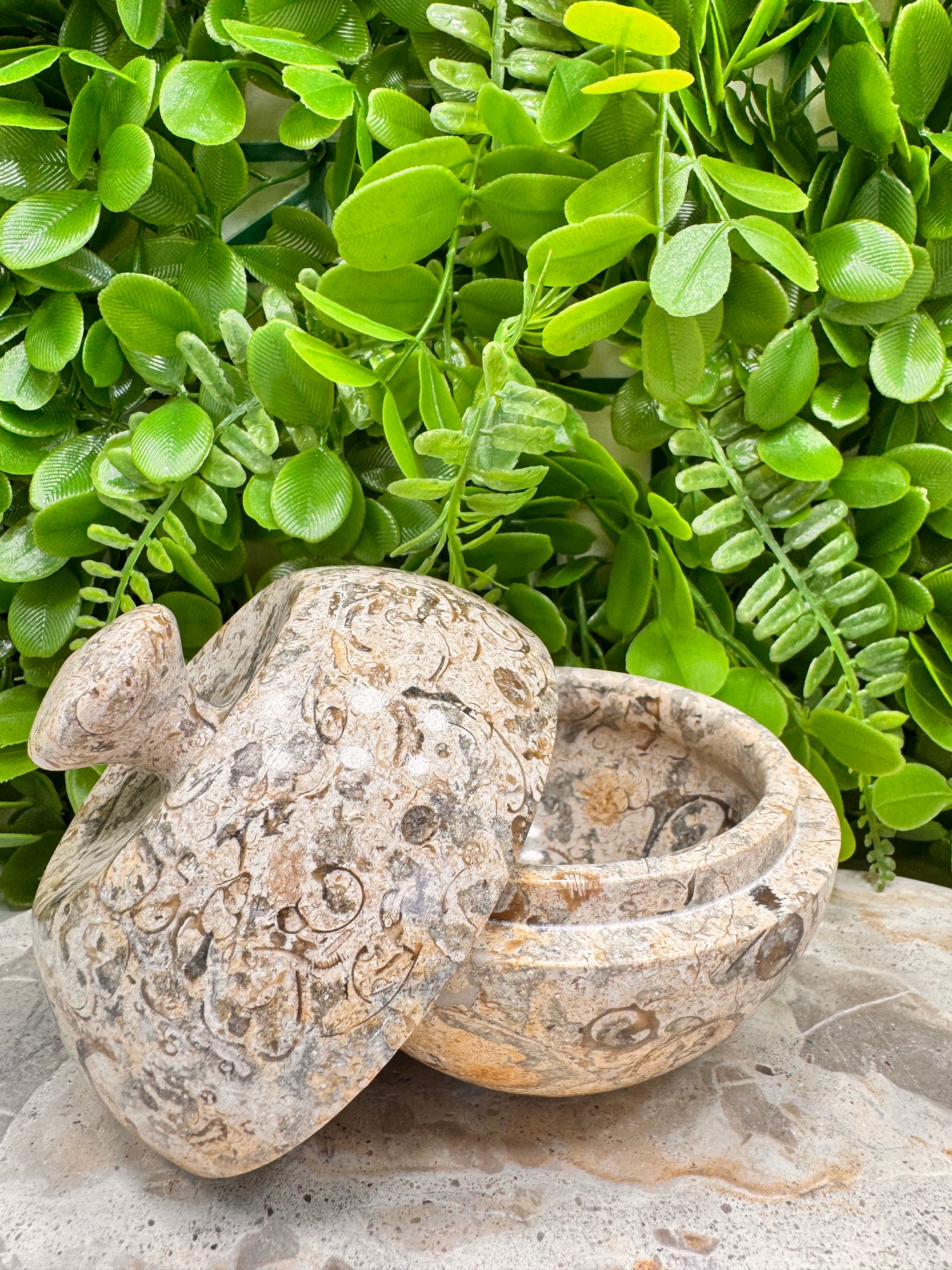 Coral Shell Apple Bowl with Lid 556g