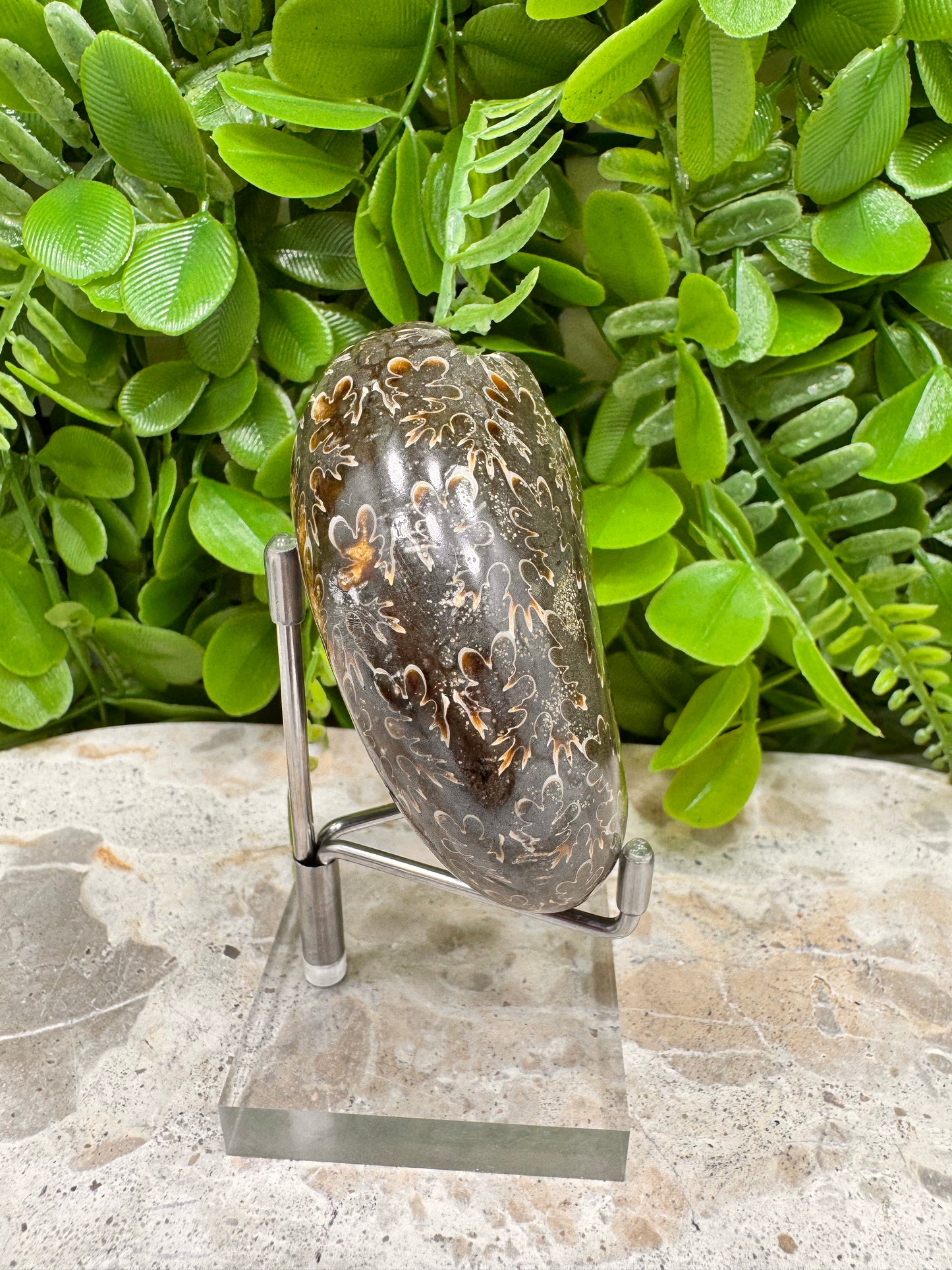 Ammonite Fossil 158g