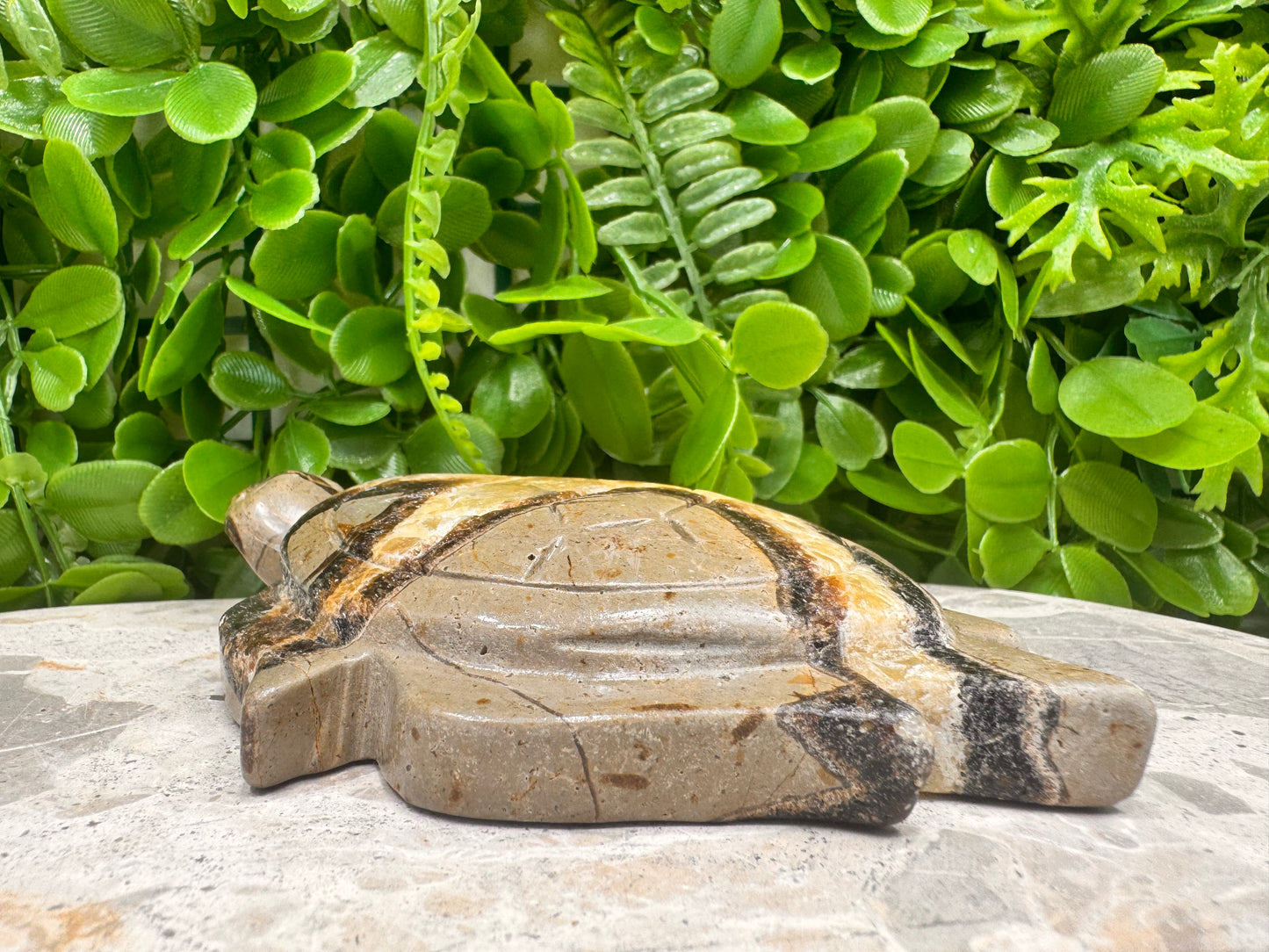 Septarian Turtle 418g