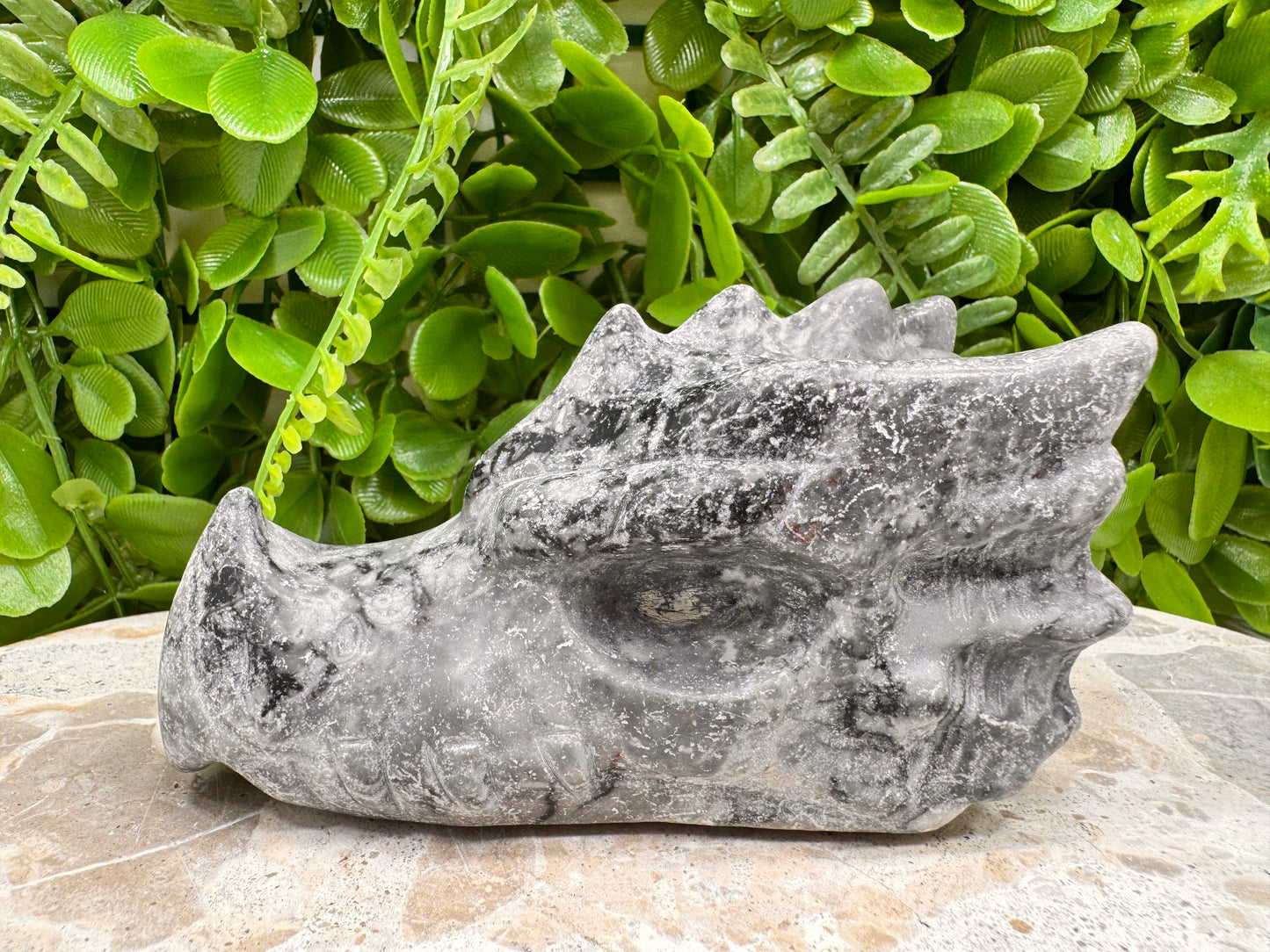Fossil Dragons Skull 528g