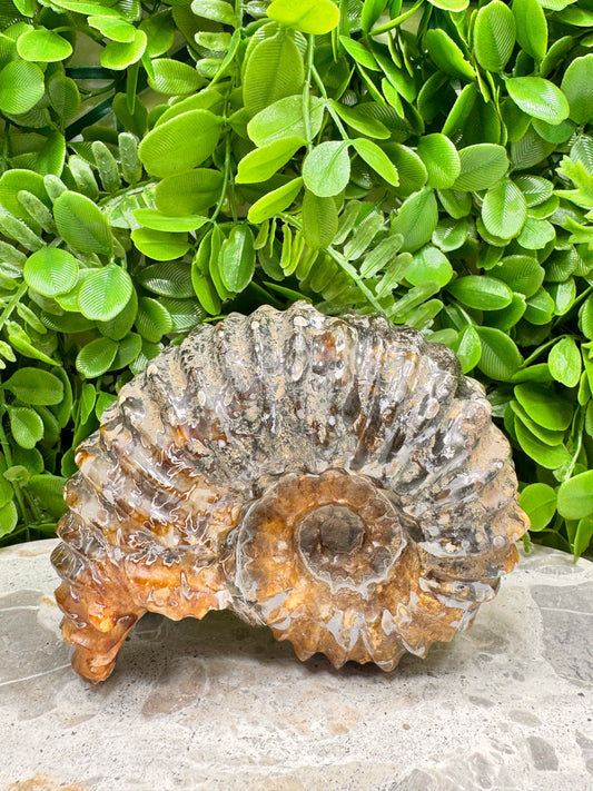 Ammonite Fossil 886g