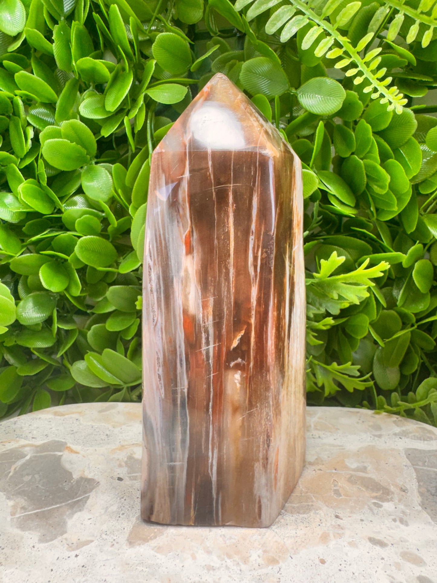 Petrified Wood Freeform 1074g