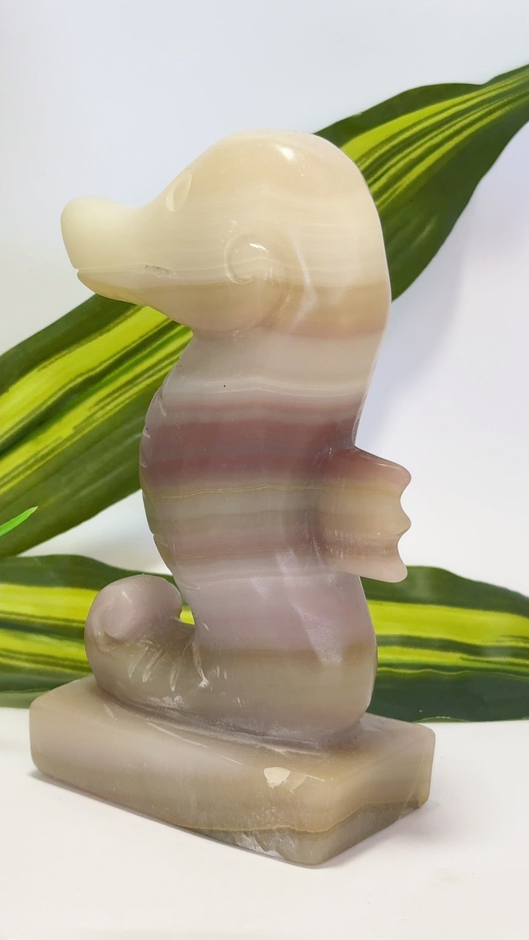 Pink Pistachio Seahorse 656g