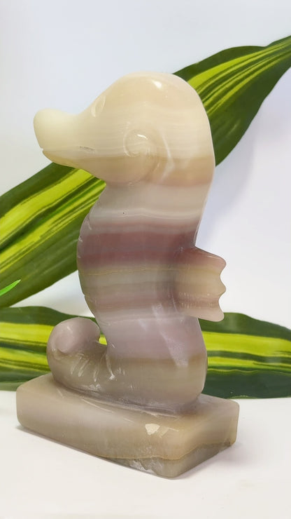 Pink Pistachio Seahorse 656g