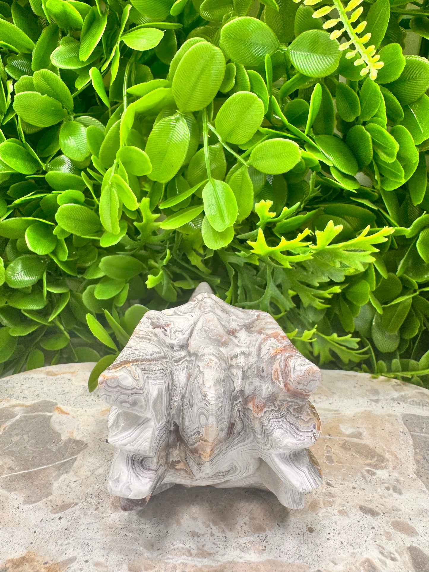 Mexican Agate Druzy Dragon Skull 570g