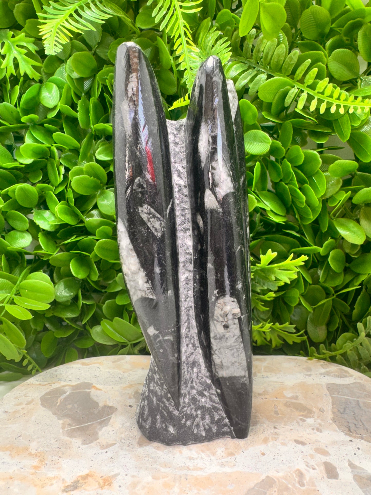 Orthoceras fossil Freeform 1524g