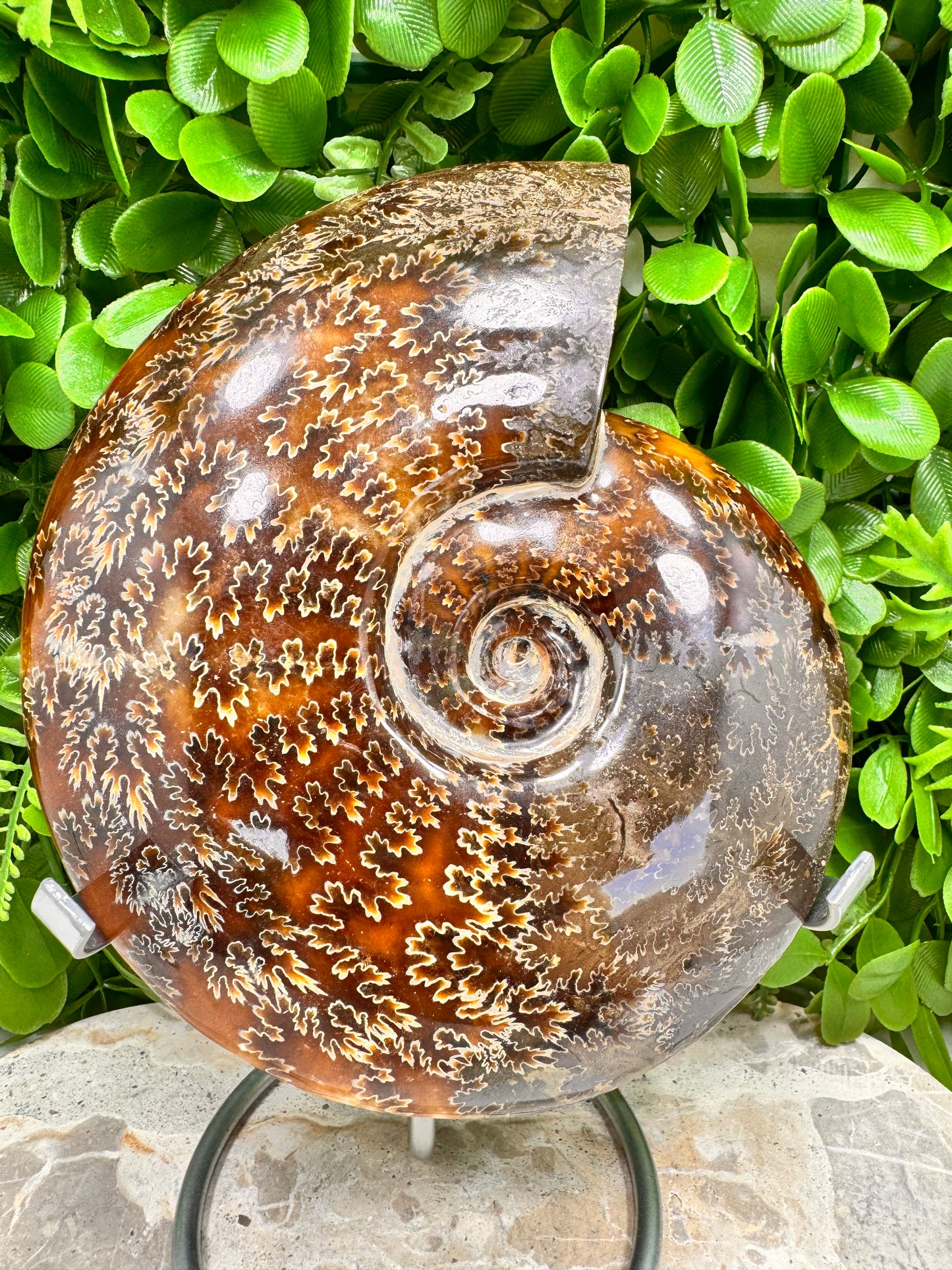 Ammonite 1266g