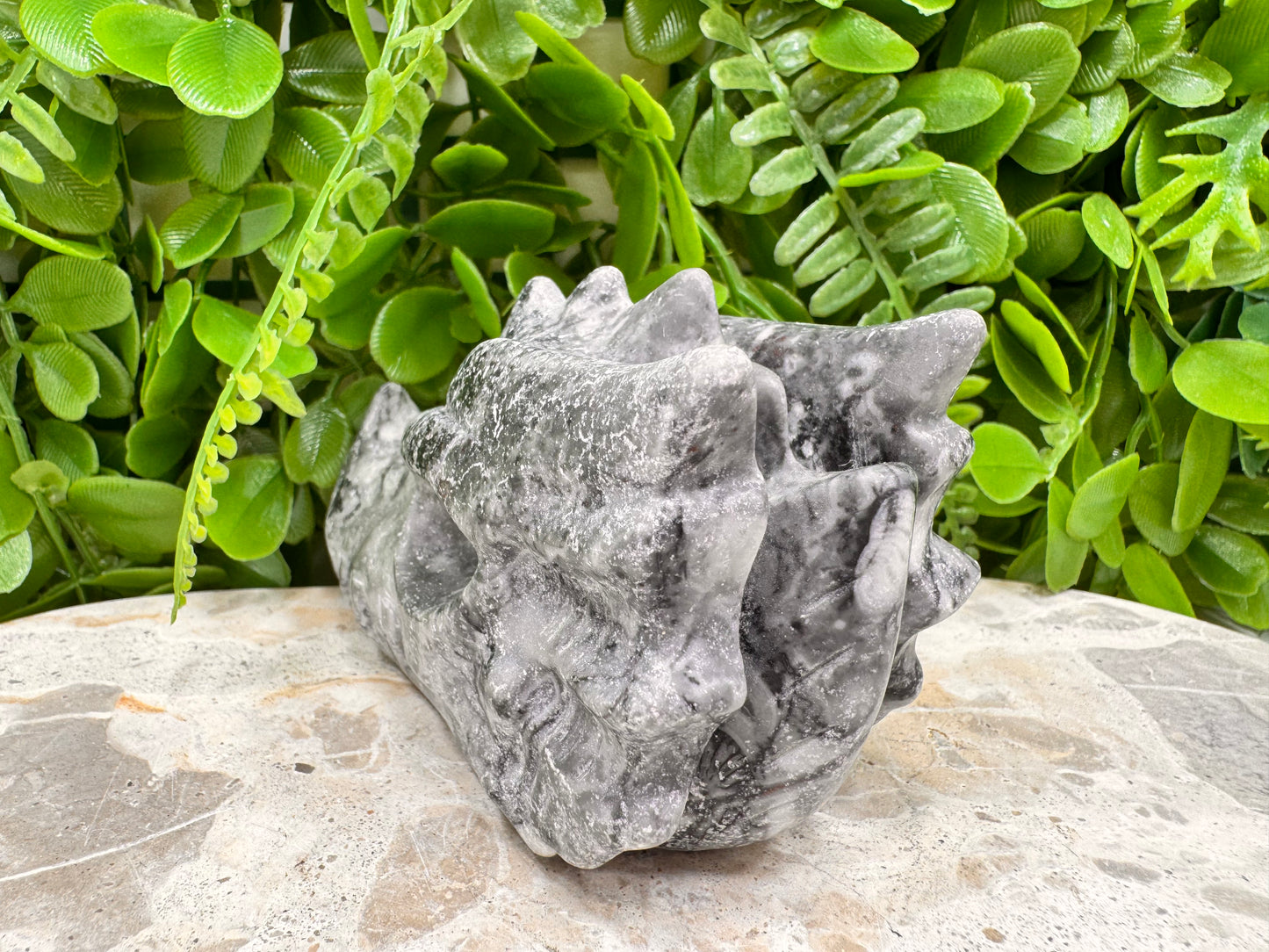 Fossil Dragons Skull 528g