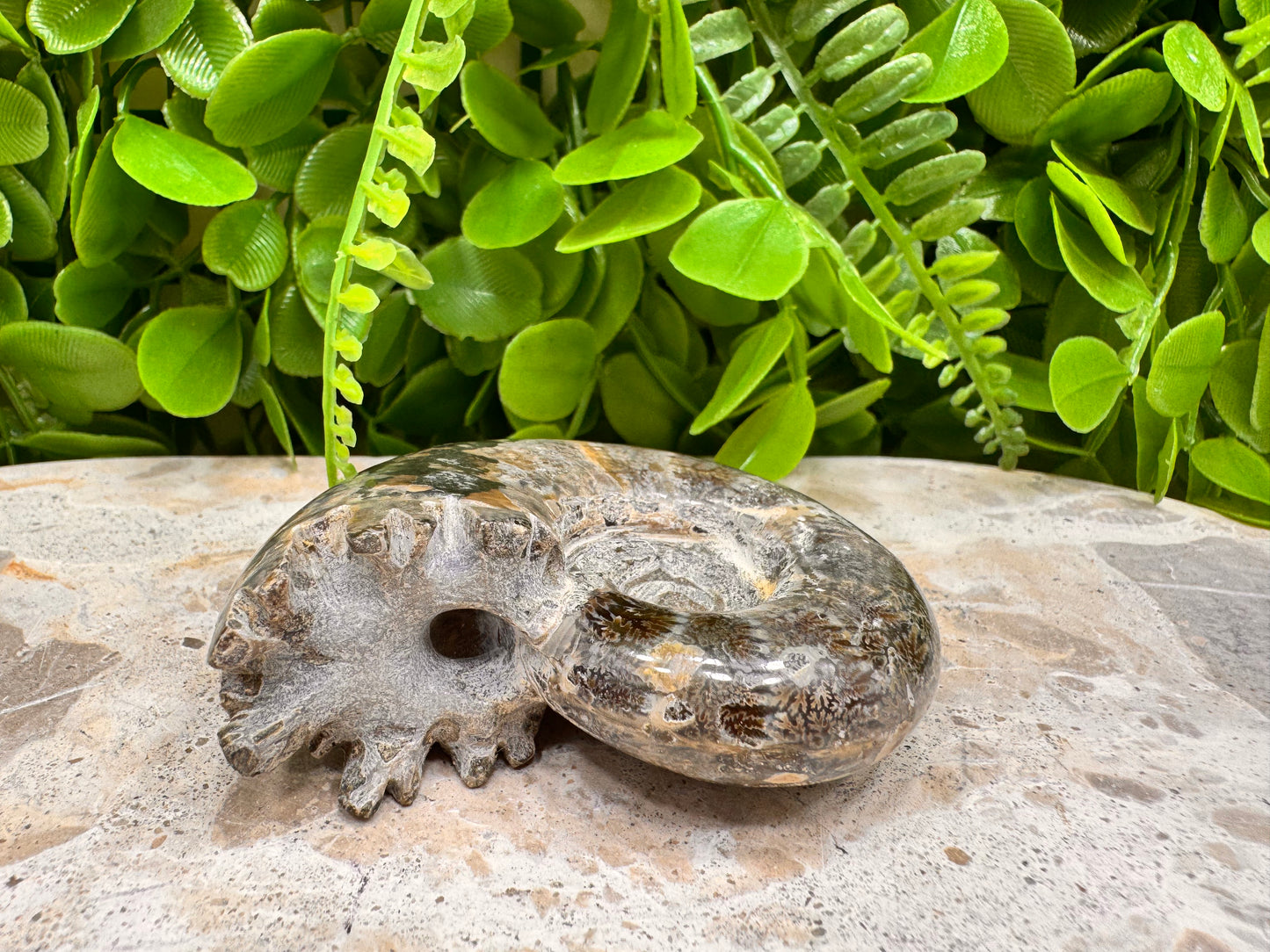 Ammonite Fossil 152g