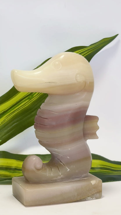 Pink Pistachio Seahorse 656g