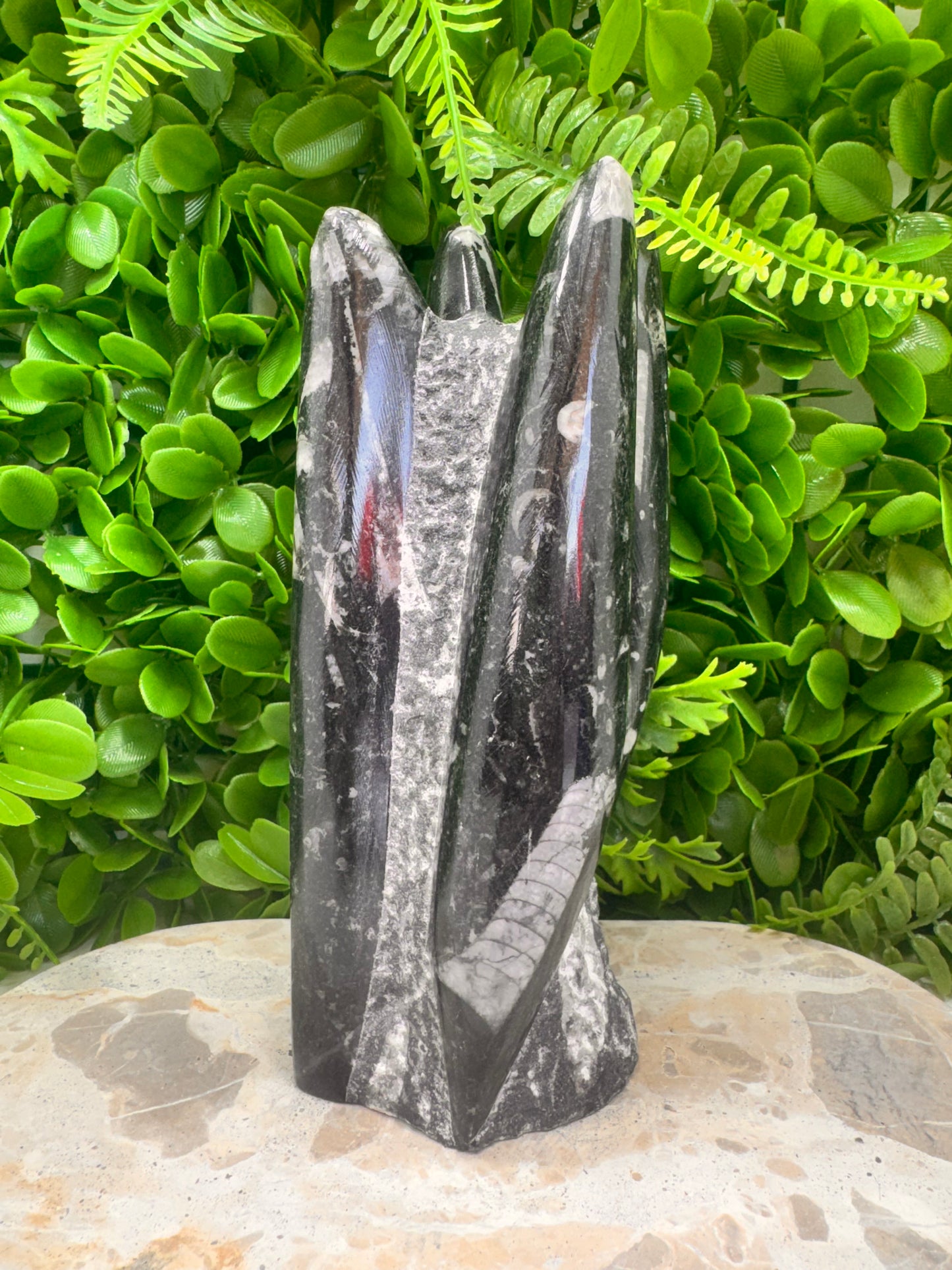 Orthoceras fossil Freeform 1524g