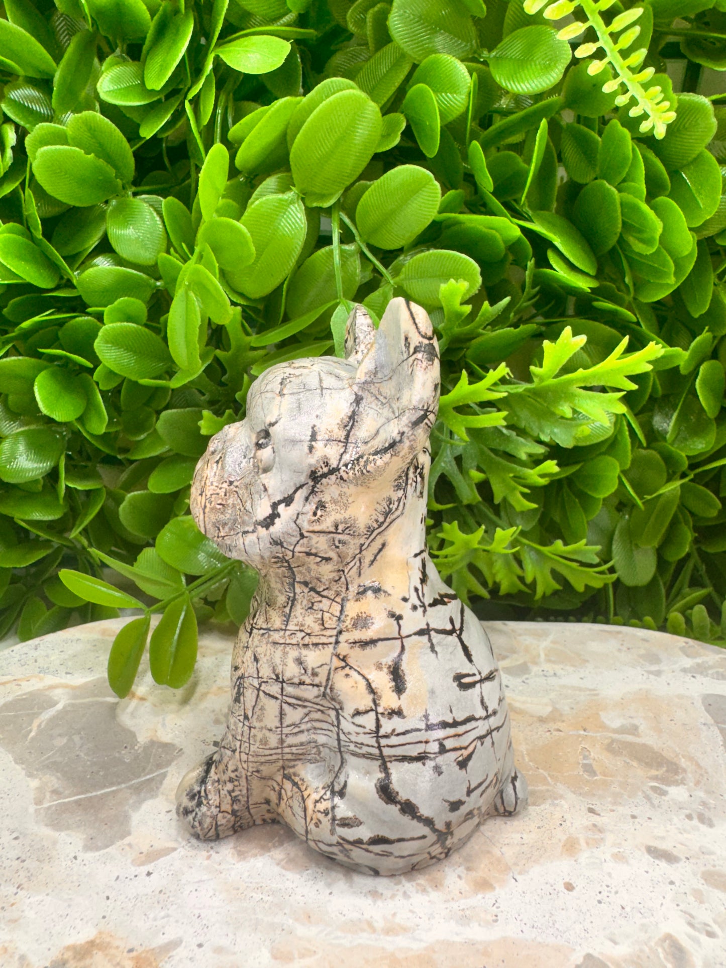 Picture Jasper French Bulldog 517g