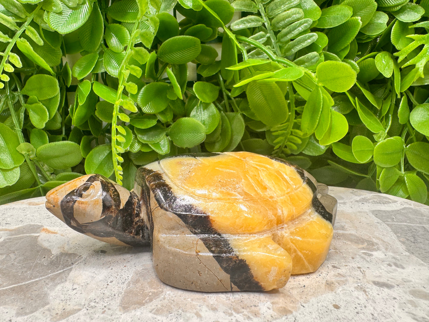 Septarian Turtle 442g