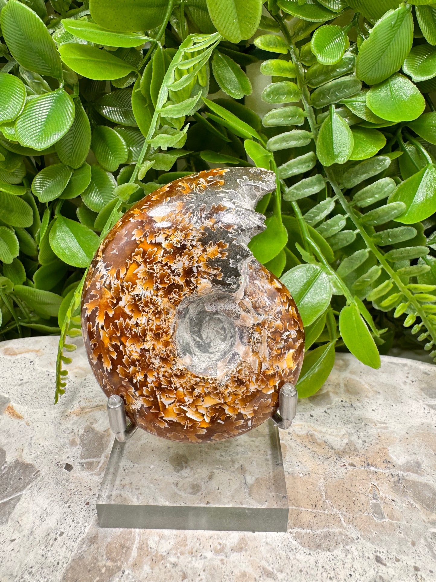 Ammonite Fossil 126g