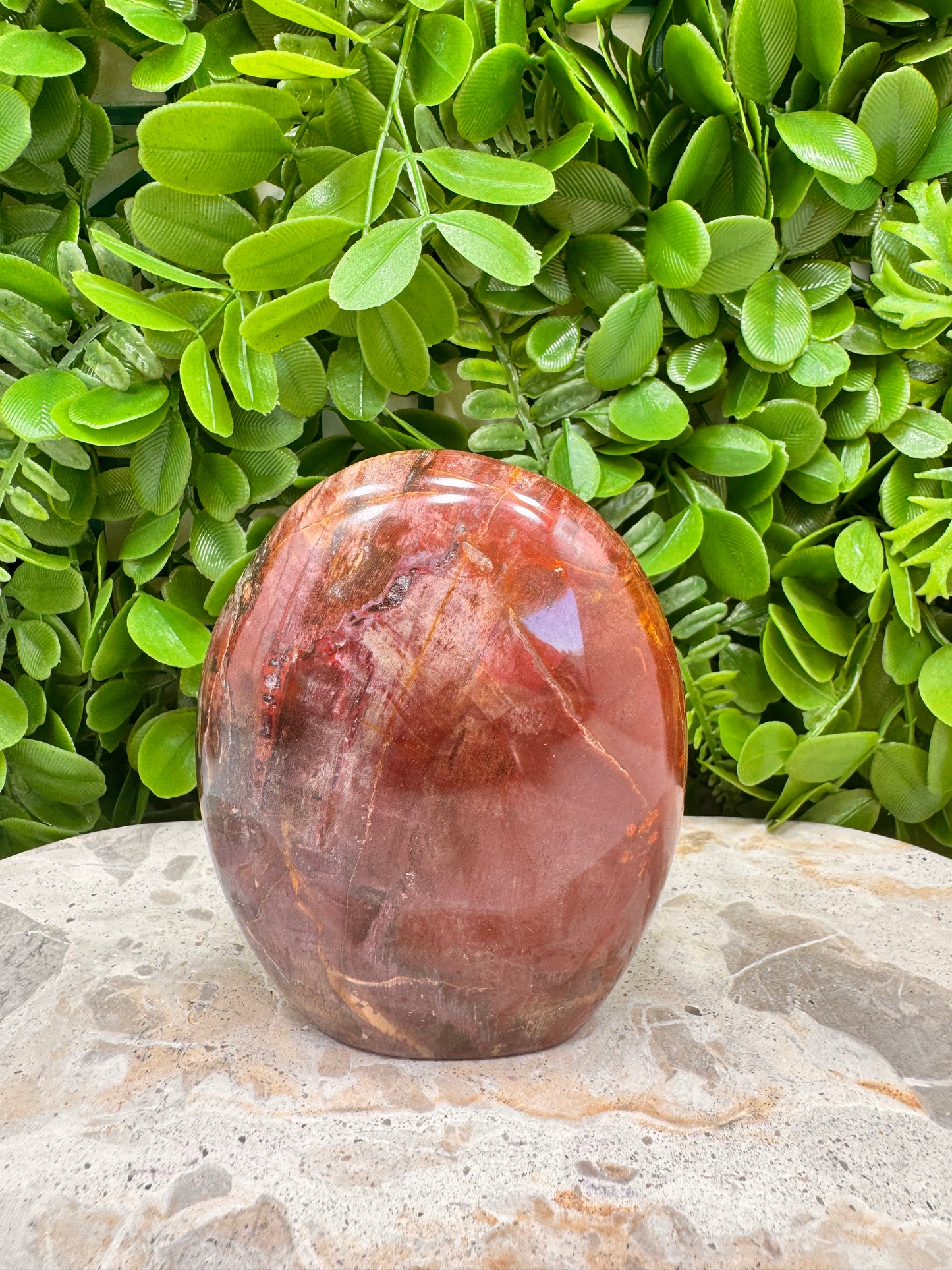 Petrified Wood Freeform 566g