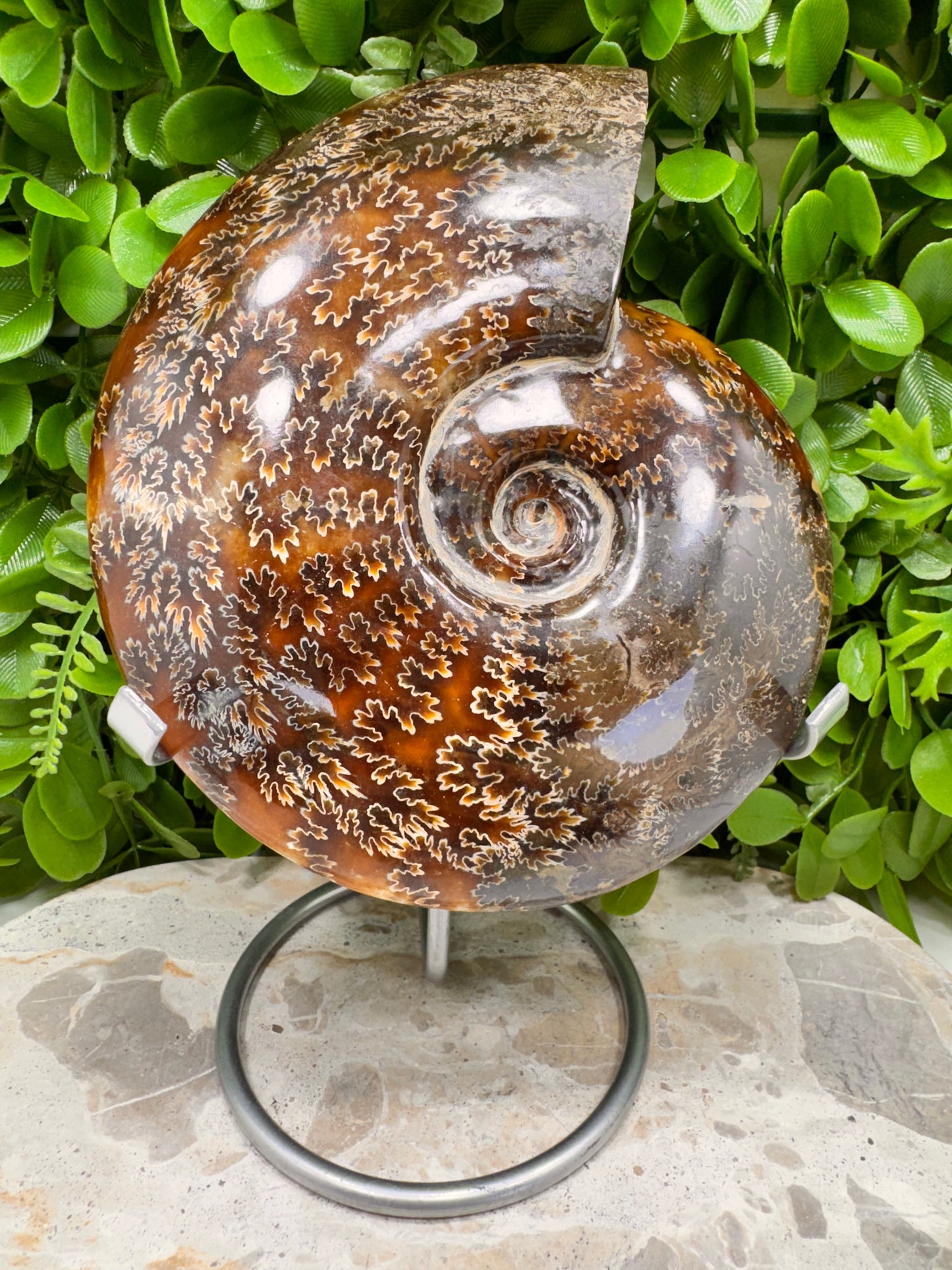 Ammonite 1266g