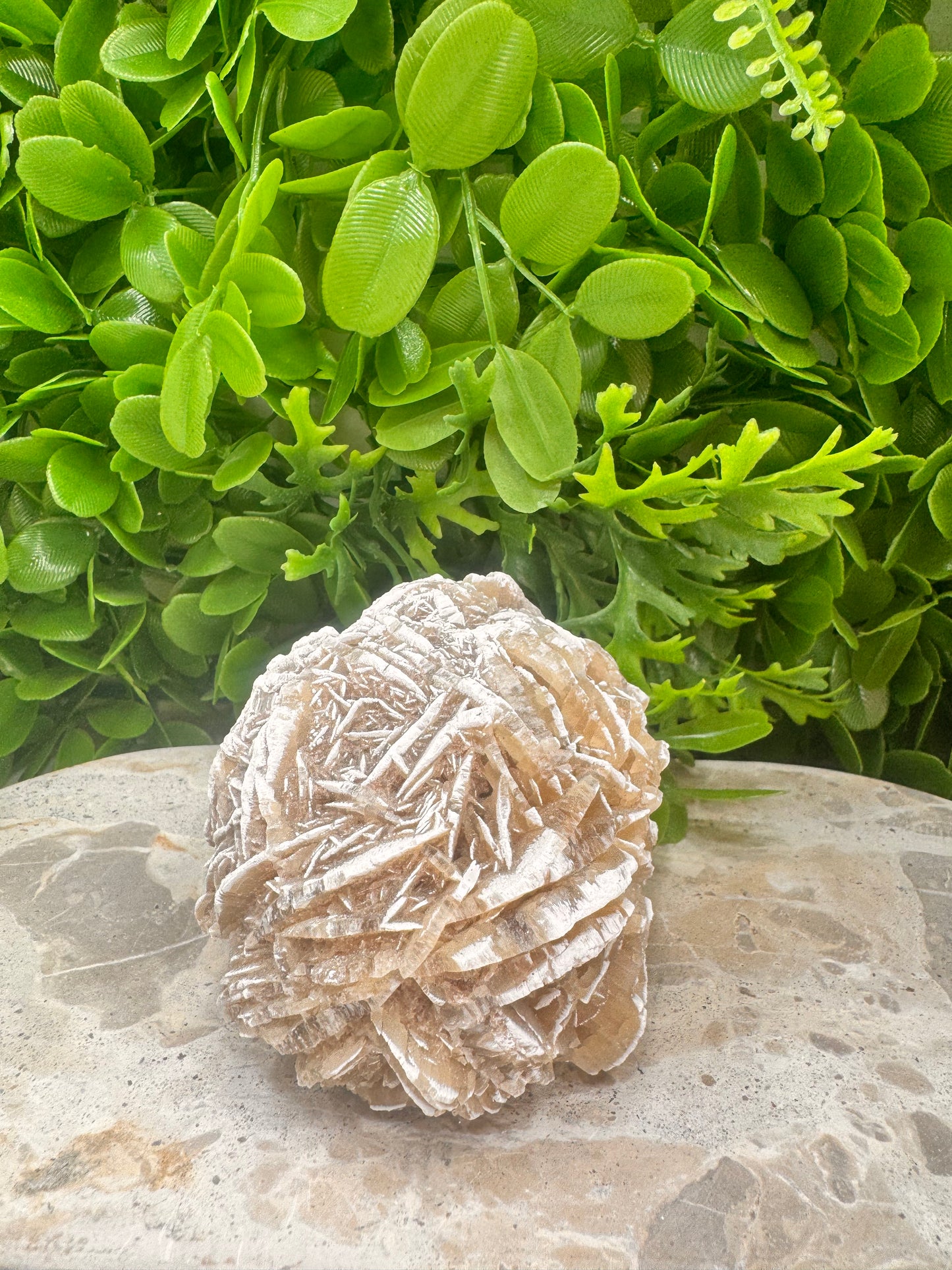 Desert Rose Selenite Cluster 504g