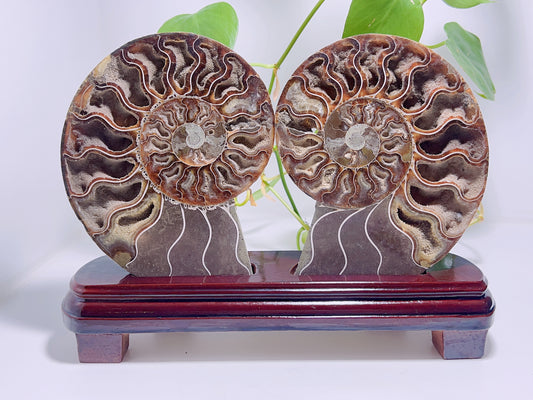 Ammonite Fossil Set Including Stand 832G
